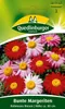 Bunte Margerite, Robinsons Riesen Produktbild-Vorschau 3