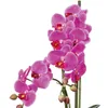 Umělá květina orchidej phalaenopsis 50 cm lila v bílé Náhled obrázku produktu 2