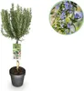 GreenboutiQ - Stamm Pflanze - Rosmarinus officinalis - Produktbild-Vorschau 1