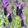 Lavandin - Set de 4 - Lavandula stoechas 'Anouk' - Hauteur Voir les images du produit 4