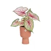 Coupe Vibes Fold Rose Poudré 14cm Pot De Fleurs Design Rose Voir les images du produit 2