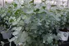 2 Stück Eucalyptus Gunni Gunnii Busch Kugel Eukalyptusbaum, Produktbild-Vorschau 3