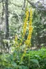 Verbascum nigrum, Schwarze Königskerze, gelb, ca. 9x9 cm Produktbild-Vorschau 5