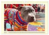 Pit Bull Terrier. Zwischen Wildblumen und Großstadtglanz Produktbild-Vorschau 7