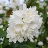 Bielokvetý jasmín Philadelphus Snowbelle - vonavé biele Náhľad obrázku produktu 1