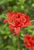 Rhododendron luteum 'Royal Command', gelb, 40–50 cm Produktbild-Vorschau 3