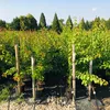 Aprikose `Kuresia´ Aprikosenbaum - Buschbaum Topfballen Produktbild-Vorschau 4