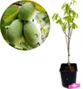 Asimina Triloba, Indický banán, Pawpaw, 5-litrový hrniec Náhľad obrázku produktu 1