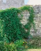 Parthenocissus tricuspidata 'Veitchii', Wilder Wein, 40–60 Produktbild-Vorschau 7