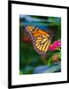 MuchoWow® Gerahmtes Poster Schmetterlinge - Blume - Natur Produktbild-Vorschau 1