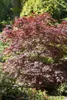 Acer palmatum 'Bloodgood', Japanischer Ahorn, tiefrot, Produktbild-Vorschau 3