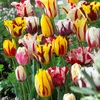 Bloomique - Mélange de 20 - Tulipa Rembrandt Mix - Bulbes Voir les images du produit 6