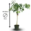 Avocatier - hass - persea americana - arbre fruitier - ↕ Voir les images du produit 3