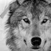 Traumschlaf Wendebettwäsche Wolf 135x200 cm + 80x80 cm Produktbild-Vorschau 2
