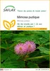 SAFLAX  - Mimosa pudique - 70 graines - Mimosa Voir les images du produit 1