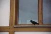 BRADAS Corbeau - épouvantail à oiseaux et rongeurs Voir les images du produit 7