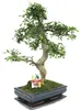 Bonsai jilm čínský – Ulmus parviflora – cca 12–15 let Náhled obrázku produktu 2