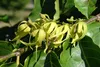 SAFLAX - Parfumbaum / Ylang Ylang - Cananga odorata - 10 Produktbild-Vorschau 5