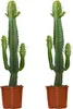 Bloomique - 2er-Set - Euphorbia acrurensis - Wolfsmilch - Produktbild-Vorschau 1