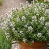 Bloomique - Lot de 6 - Thymus vulgaris - Thym véritable - Voir les images du produit 4