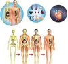 A collage of anatomical models and diagrams of the human body, including a skeleton, organs, and a heart. Náhled obrázku produktu