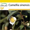 SAFLAX Kultivačný set - Skutočný čajový krík - Camellia Náhľad obrázku produktu 7