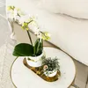Orchideje Colibri | Bílá orchidej Phalaenopsis – Amabilis + Náhled obrázku produktu 2