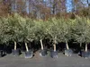 A row of potted olive trees lined up on a dark surface. Produktbild-Vorschau