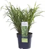 Stachelschweingras Miscanthus sinensis Strictus Ziergras Produktbild-Vorschau 7