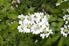 Viburnum plicatum 'Summer Snowflake', Japanischer Produktbild-Vorschau 8