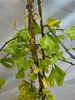 Ginkgo biloba Fächerblattbaum Pflanze 170–200 cm im Topf Produktbild-Vorschau 2