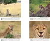 Gepardenzauber Tischkalender 10x10cm für 2027 Gepard - Produktbild-Vorschau 2