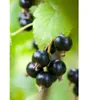 Dehner Johannisbeere, buschige Wuchsform, schwarze Früchte, Produktbild-Vorschau 3