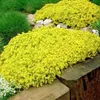 6 x Scharfer Mauerpfeffer  - Sedum acre 'Elegans'  | Topf Produktbild-Vorschau 2