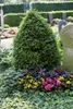 Taxus baccata, Europäische Eibe, immergrün, 40–60 cm Produktbild-Vorschau 9