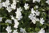 Stauden Gänge 100 x Vinca minor 'Alba' - Weißes Kleines / Produktbild-Vorschau 1