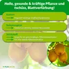 Purgrün -Kiwi-Dünger 1 Liter Produktbild-Vorschau 3