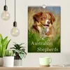 Australian Shepherds (Wandkalender 2027 DIN A4 hoch), Produktbild-Vorschau 3