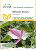 SAFLAX  - Bananier à fleurs - 8 graines - Musa Voir les images du produit 1