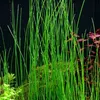 Gräser Set mit 3 Gras Pflanzen Aquariumpflanzen Set 130 Produktbild-Vorschau 6