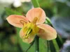A close-up of an orange flower with yellow accents. Produktbild-Vorschau