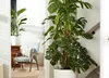 Support de Plante en Coco - 40 cm - Décoratif et Durable - Voir les images du produit 5