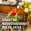 COMPO Balkon- & Kübelpflanzendünger 2,5 Liter Produktbild-Vorschau 5