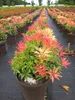 Pieris japonica Forest Flame - japanische Lavendelheide - Produktbild-Vorschau 2