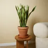Bloomique - Lot de 2 - Sansevieria Laurentii - Langue de Voir les images du produit 2
