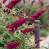 Green boutiQ - Tuinplant - Buddleja davidii Royal Red - Voir les images du produit 3
