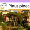 SAFLAX - Středomořská borovice - Pinus pinea - 6 Semena Náhled obrázku produktu 10