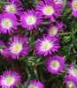 BALDUR Garten 3x Winterharte Eisblume Violett Wonder, Produktbild-Vorschau 1