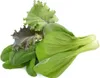 Click & Grow Click & Grow Plant Pod Asia Cuisine Mix 9pcs Produktbild-Vorschau 1