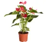 Dehner Große Flamingoblume - Anthurie, rot-farbene Blüten, Produktbild-Vorschau 1